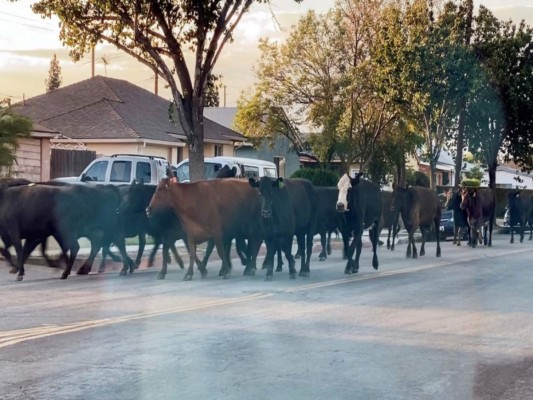 Indultada una vaca que se escapó de un matadero en Los Ángeles&nbsp;&nbsp;