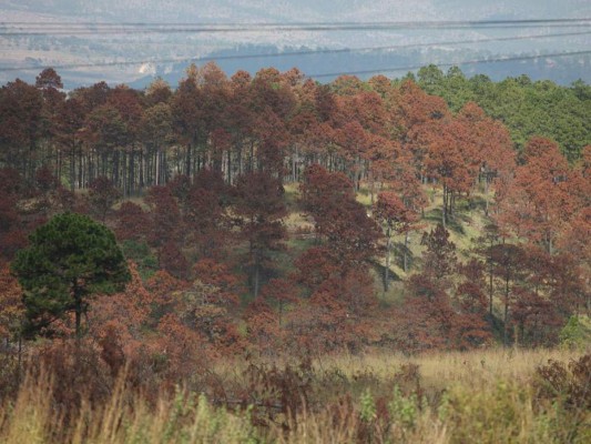 Guatemala declara emergencia ante riesgo de plaga de gorgojos en Honduras&nbsp;&nbsp;