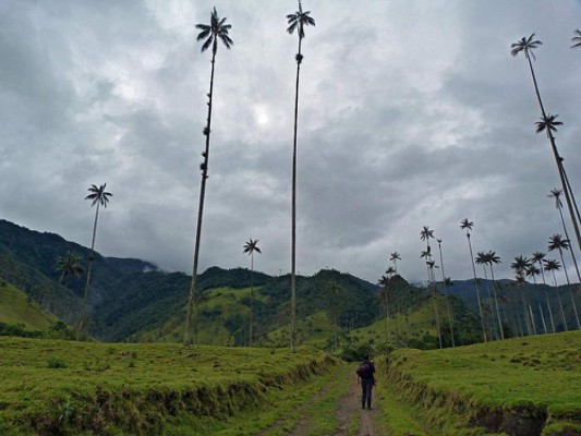 del valle de Cocora