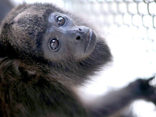 Tráfico de animales salvajes, un comercio más que lucrativo