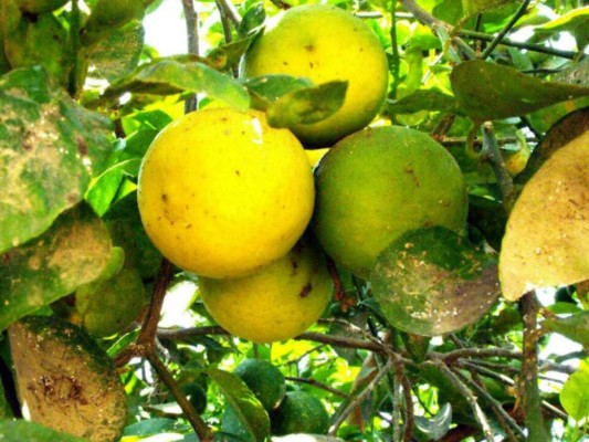 Plaga asiática amenazan plantaciones de cítricos en Honduras