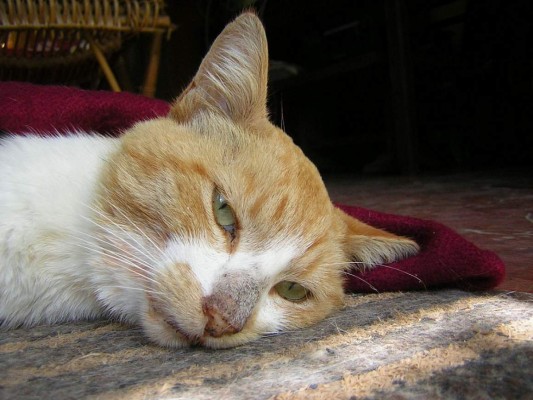 Enfermedades comunes en gatos