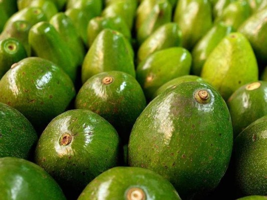 El furor del aguacate: 'Oro Verde' de América latina que preocupa a Estados Unidos y Europa