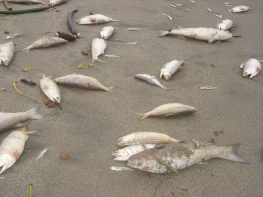 La otra semana darán resultados de laguna Los Micos, en la zona norte de Honduras