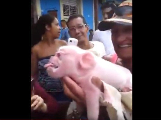 Nace cerdo con cara de mono