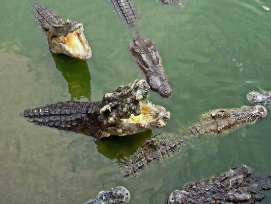 Vídeo: Un hombre alimenta a cinco cocodrilos con su mano como si fueran 'gatitos'