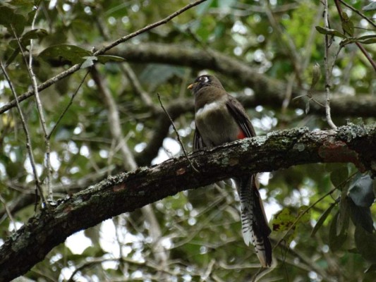 FOTOS: Exóticas y coloridas, así son las aves que se observan en Comayagua