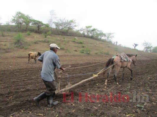 Alistan plan para siembra de primera en Honduras
