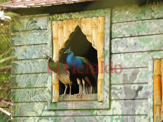Fotos: Cautivadora, así es la fauna albergada en el zoológico Rosy Walther de la capital