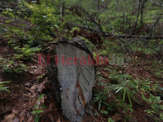 30 millones de lempiras por año destina el ICF a la reforestación