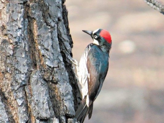 Yerba Buena, un monumento de la creación