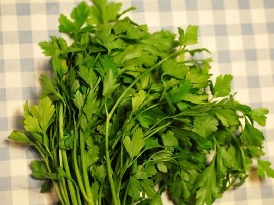 Plantas ideales para ponerle sazón a su cocina