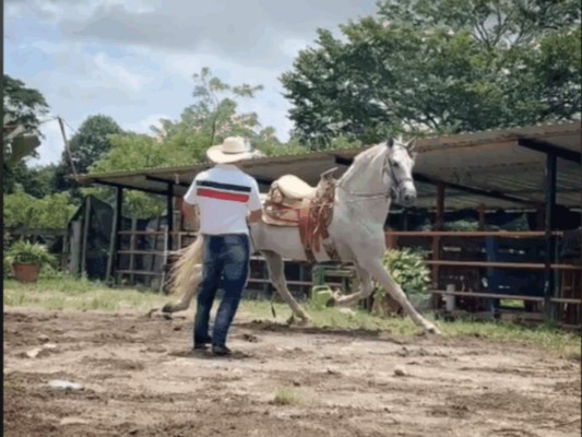 Los lujos que mostraba el extraditable hondureño Óscar Santos Tobar en TikTok