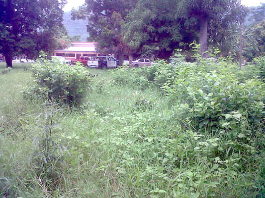 Policía encuentra cementerio clandestino en Chamelecón