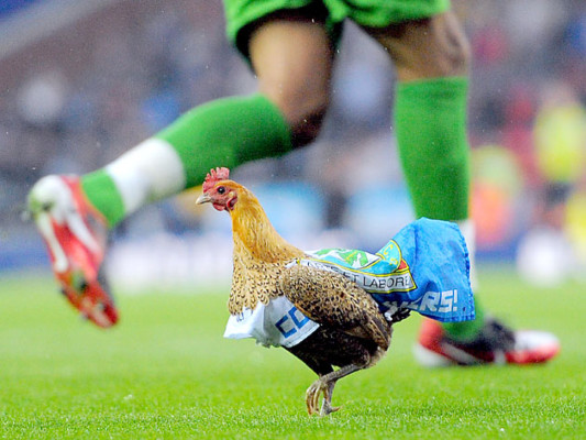 La gallina que paralizó el crucial juego entre Blackburn y el Wigan