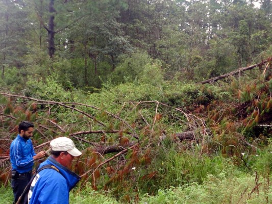 Grupo Opsa al rescate de reserva forestal la Tigra en trabajos de reforestación.