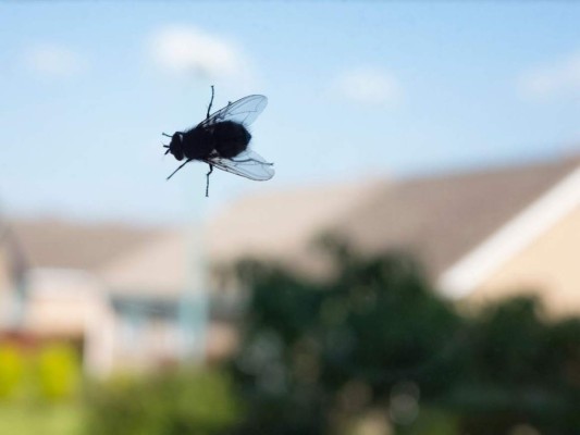 15 datos interesantes que no sabías sobre las moscas