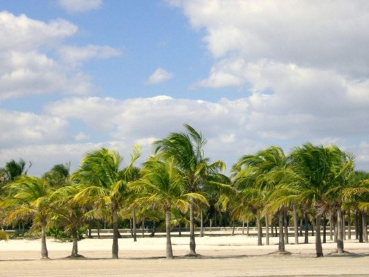 Texas y Florida lideran la lista: Estos son los estados en los que radica la mayoría de hondureños en EEUU