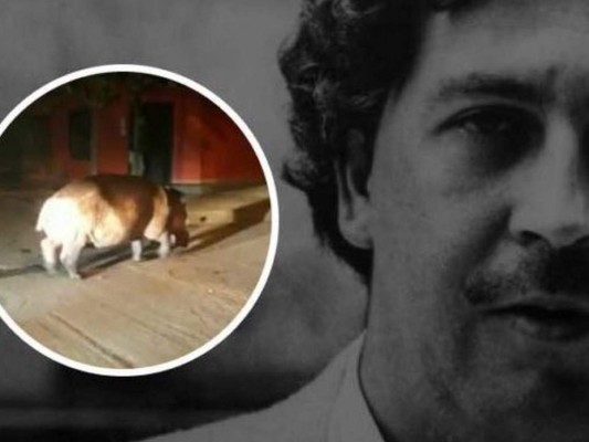 Hipopótamo de Pablo Escobar se pasea por las calles de Antioquia&nbsp;