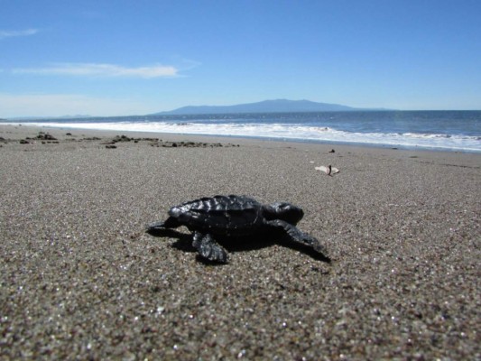 Superan meta de recolección de huevos de tortuga golfina