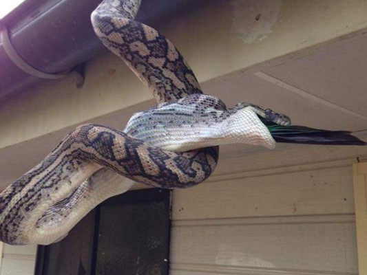 Momento en que una pitón devora a un papagayo