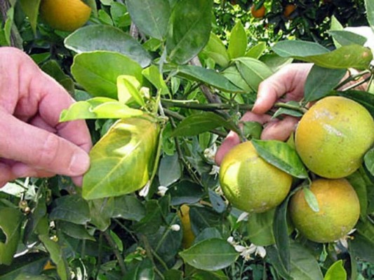 Plaga asiática amenazan plantaciones de cítricos en Honduras