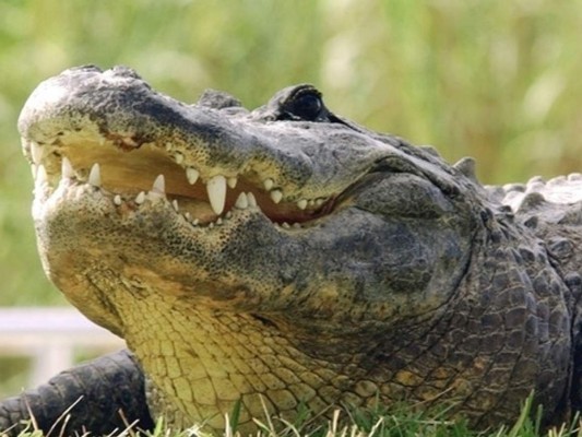 Caimán mata a hombre en Florida&nbsp;&nbsp;