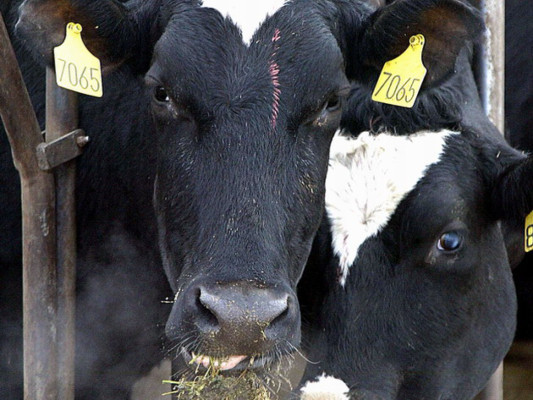 EE UU califica de 'atípico' caso de vaca loca