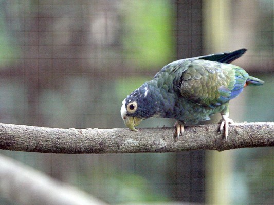 Flora y Fauna