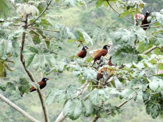 FOTOS: Exóticas y coloridas, así son las aves que se observan en Comayagua