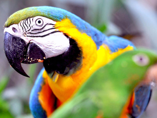 Tráfico de animales salvajes, un comercio más que lucrativo