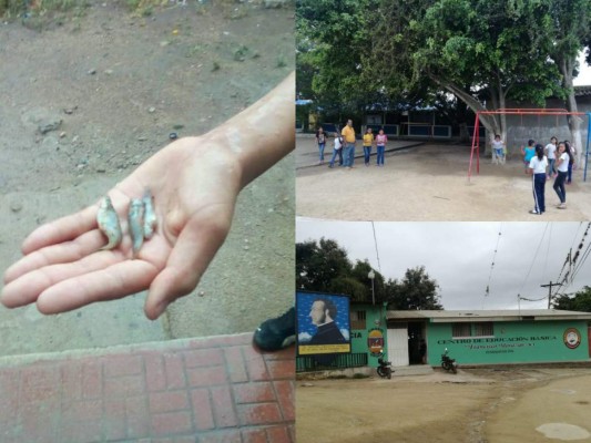 Lluvia de peces causa fascinación en centro educativo de El Paraíso