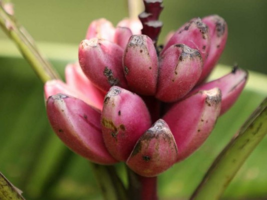 Fotos: Así es la belleza natural del Parque Arqueológico Los Naranjos