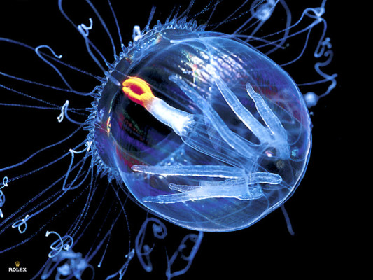 James Cameron vio un paisaje 'lunar' en las profundidades del océano