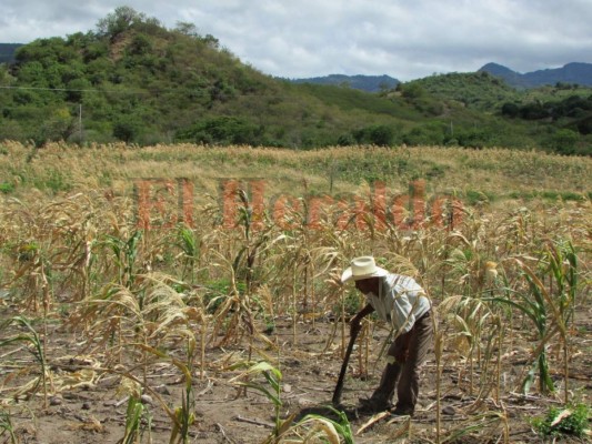 Análisis advierten de inminente formación de fenómeno El Niño en Honduras