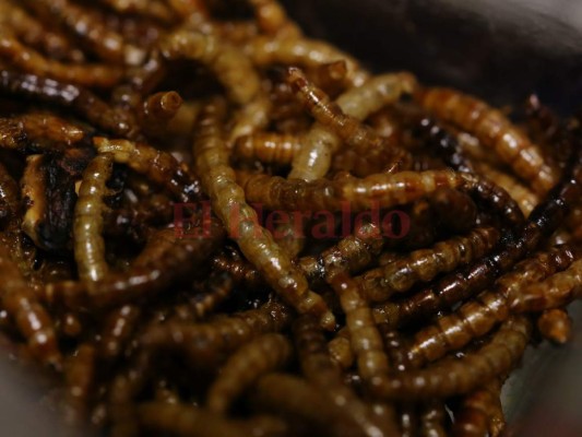 Exóticas comidas, compuestas de insectos invaden la Universidad Nacional Autónoma de Honduras