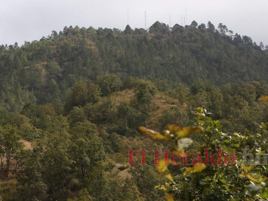 Pulmones del Distrito Central muestran la impresionante belleza de la naturaleza