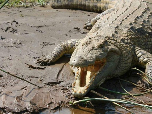 Para protestar una aldea india secuestra durante horas a un cocodrilo