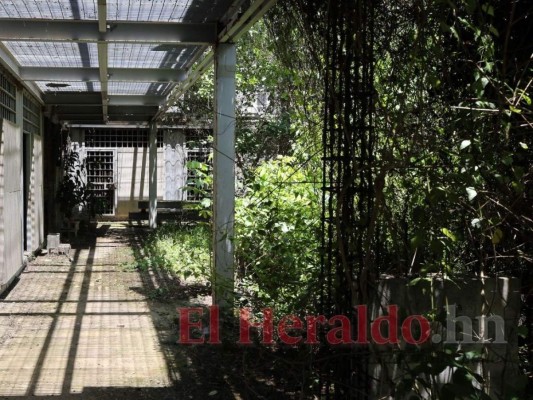 La maleza invadió todos los recintos de la construcción a tal extremo que no se puede caminar por ellos. Foto: David Romero/El Heraldo