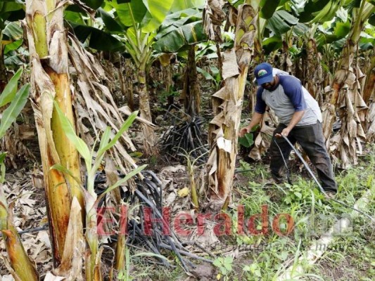 Ante el incumplimiento del gobierno, los productores se las ingenian para llevar agua a sus parcelas. Foto: Estalin Irías/El Heraldo