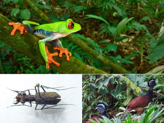 Animales que se creían extintos fueron encontrados en Honduras