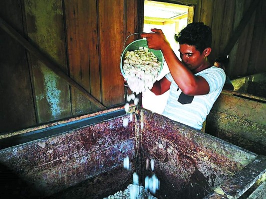 Con cacao orgánico de La Mosquitia, Suiza elabora sus mejores chocolates