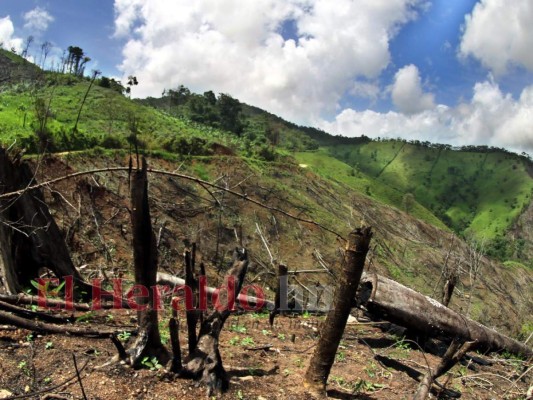 Destruyen el pulmón más grande de Honduras y construyen carretera clandestina (FOTOS)  