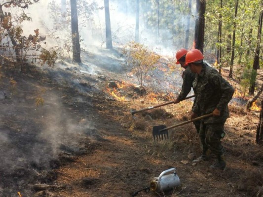 Fuego provoca daños en unas 80 hectáreas de bosque en Zarabanda