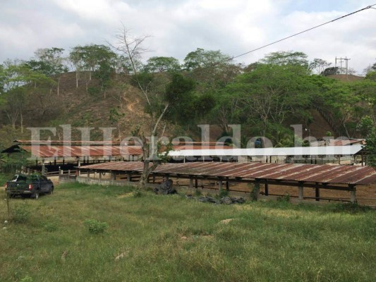 Fotos: Lujos, camionetas y ganado hallan en aseguramiento de bienes a presuntos socios del narco 'El Rojo'