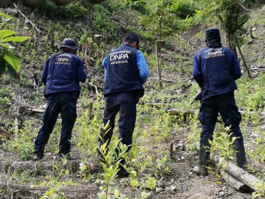 Incautan más de 15 mil arbustos de coca en zona atlántica de Honduras