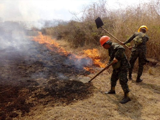 Ardua labor realizan los protectores de los bosques capitalinos