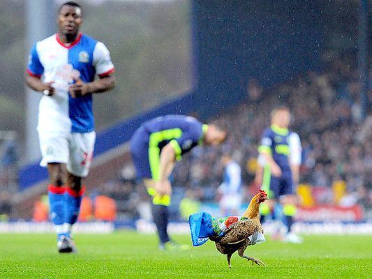 La gallina que paralizó el crucial juego entre Blackburn y el Wigan
