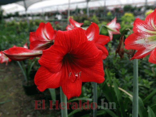 FOTOS: Senderos, kayak y vivero, los atractivos que ofrece el Parque Los Naranjos