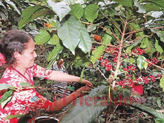 OIC pronostica leve recuperación en el consumo y exportación de café